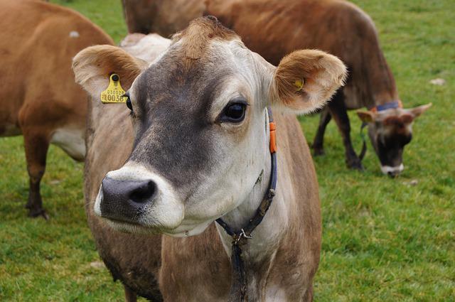 Jersey cow