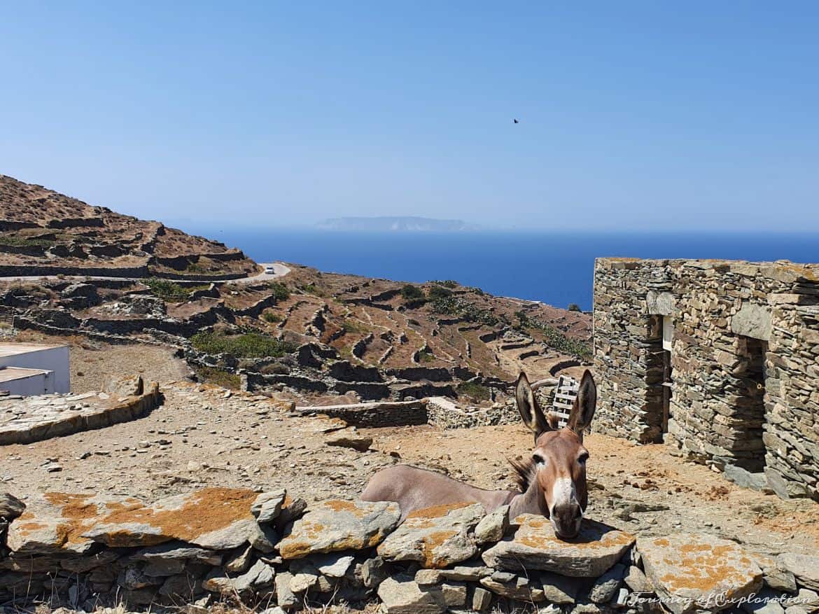 Donkey in Folegandros