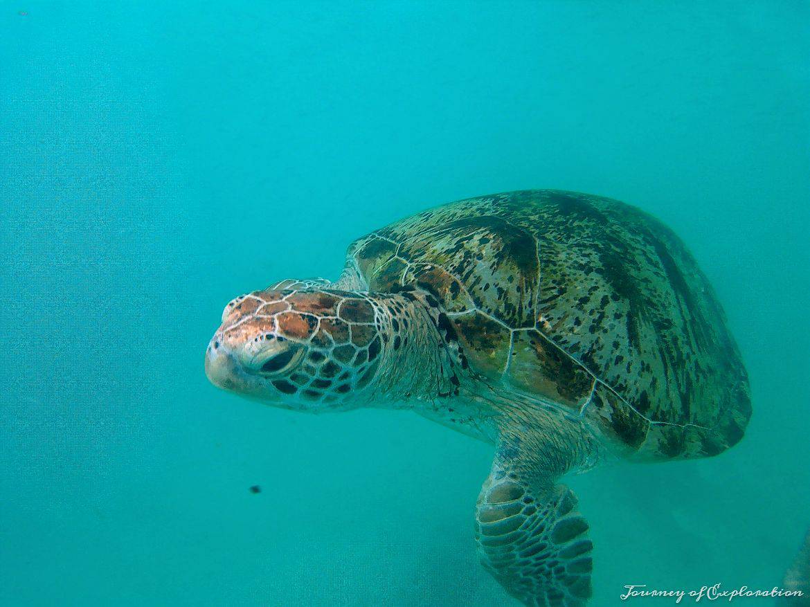 Turtle encounter, Redang Island,Malaysia
