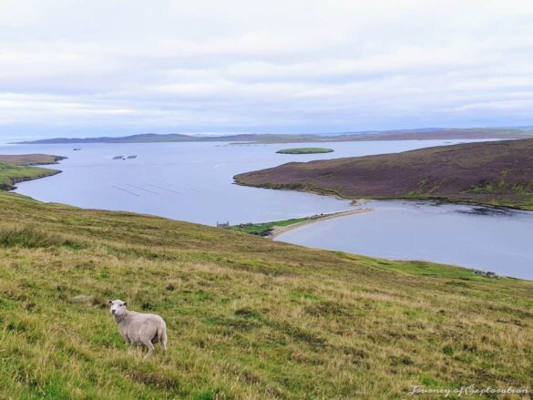 Scenic View, Shetland